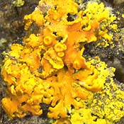 Lover Lichens