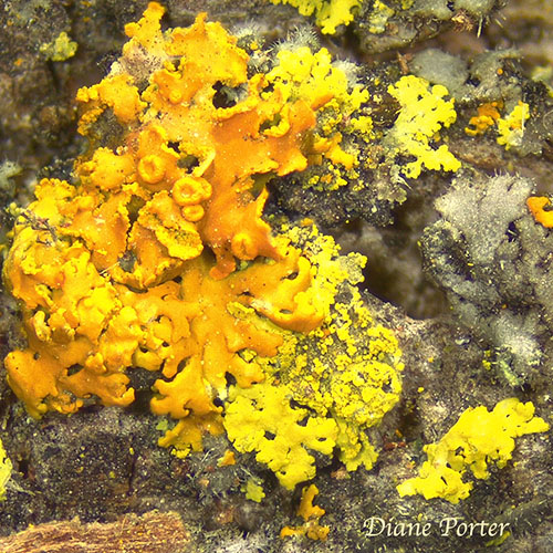 Xanthomendoza lichen