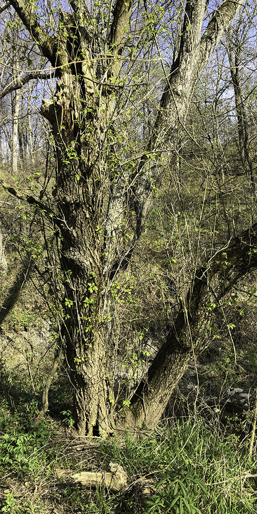 Box Elder