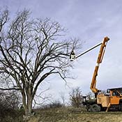 Amerian Elm