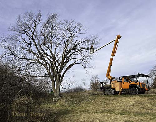 Death of the Elm