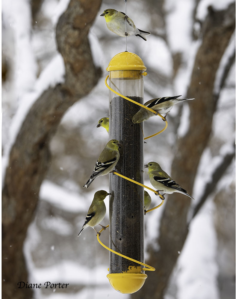 American Goldfinches