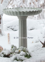 Scallops Birdbath with Pedestal