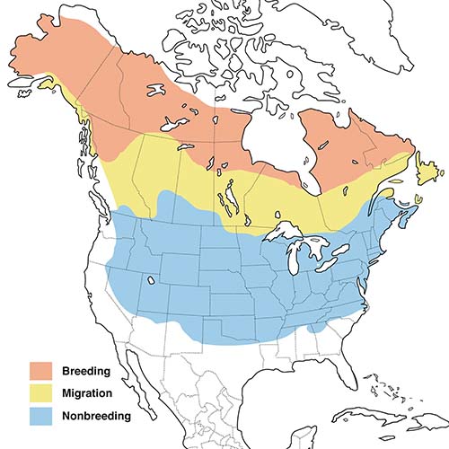 Range Map by Cornell Lab