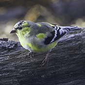 American Goldfinch