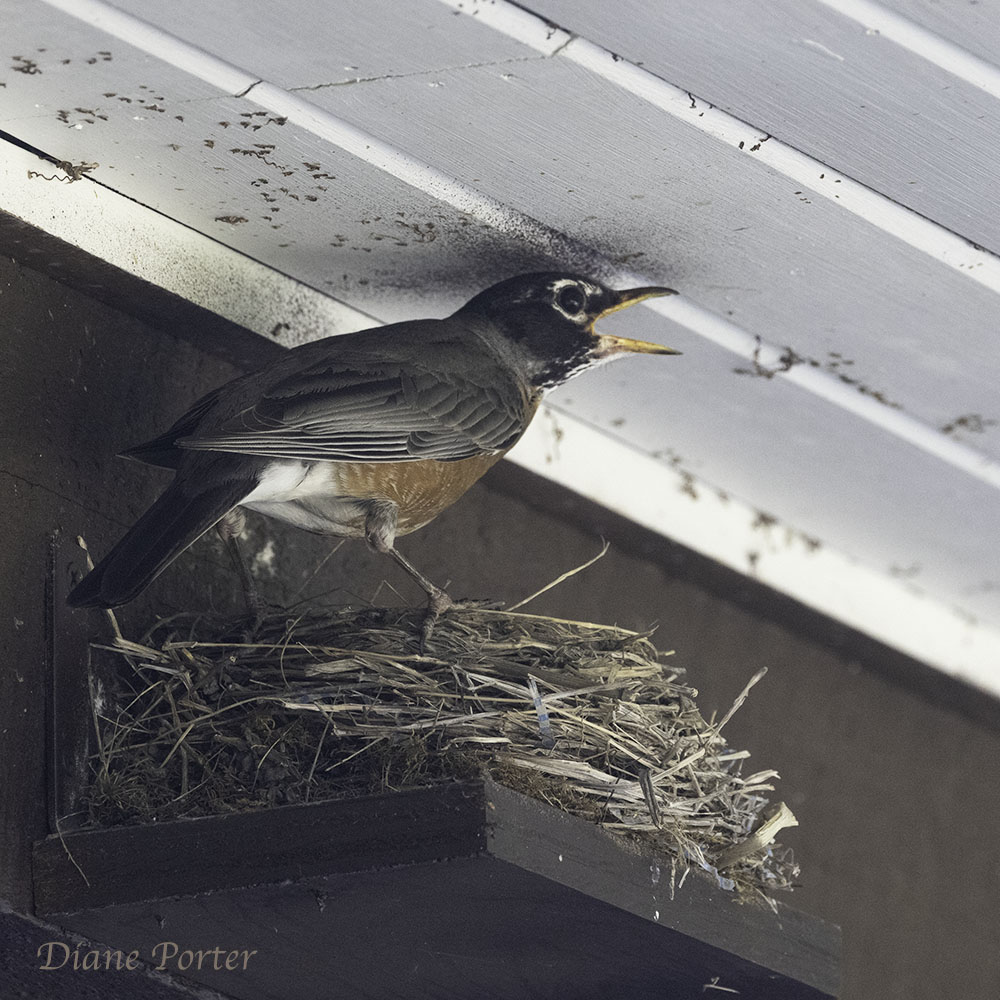 American Robin