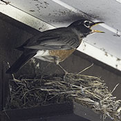 American Robin
