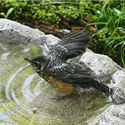 Baby Robin