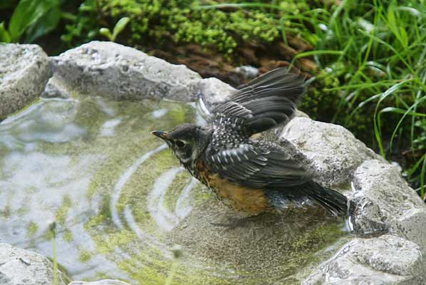 Baby Robin