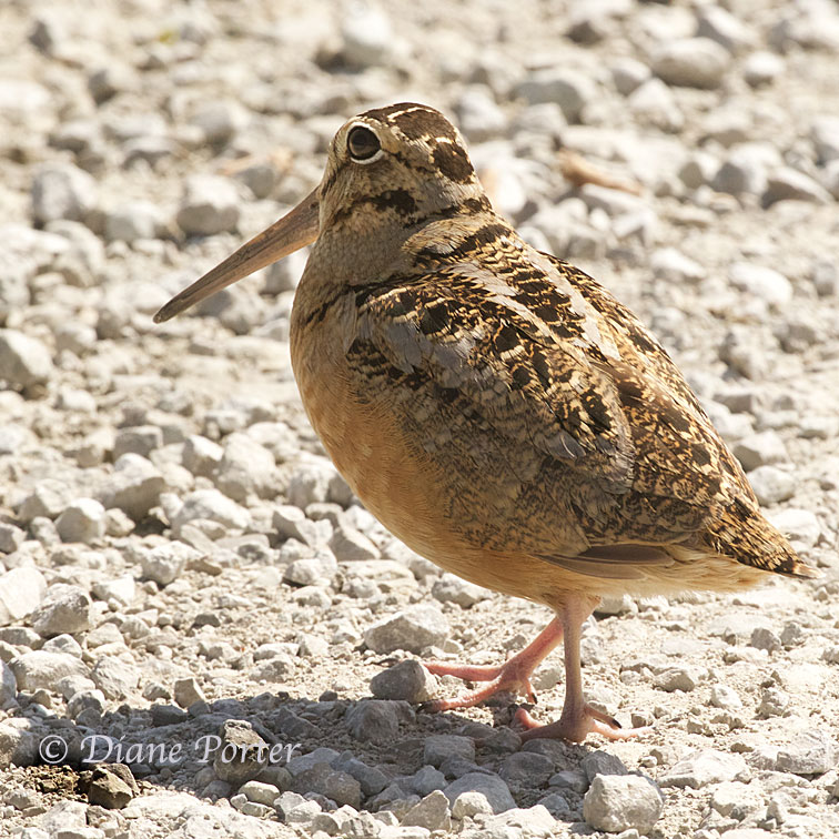 American Woodcock