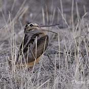 American Woodcock