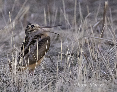 American Woodcock