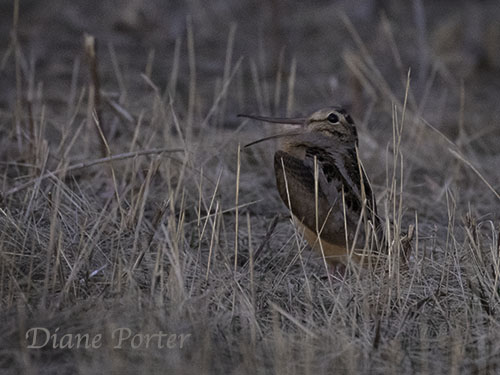 American Woodcock