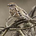 American Tree Sparrow
