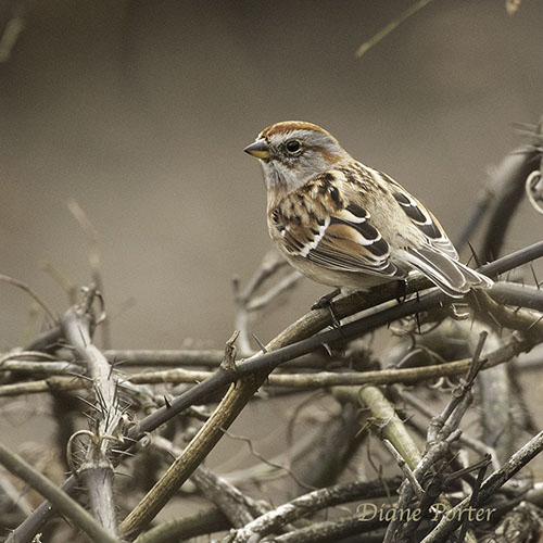 American Tree Sparrow