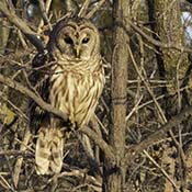 Barred Owl