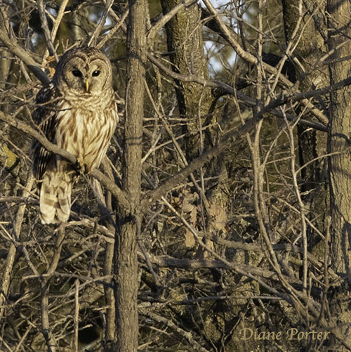 Barred Owl