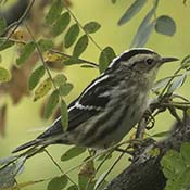 Black-and-white Warbler