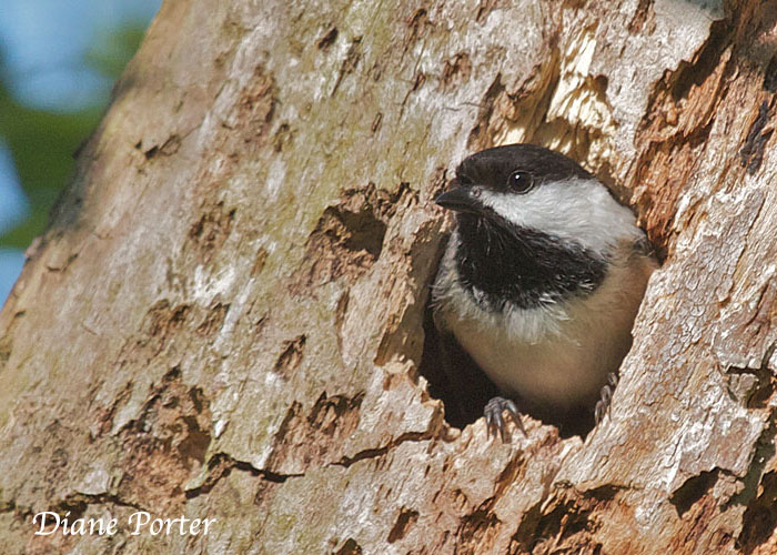 Black-capped Chickadee