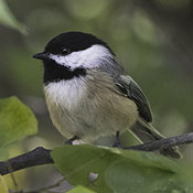 Black-capped Chickadee