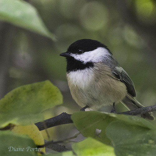 Black-capped Chickadee