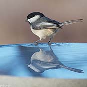Black-capped Chickadee
