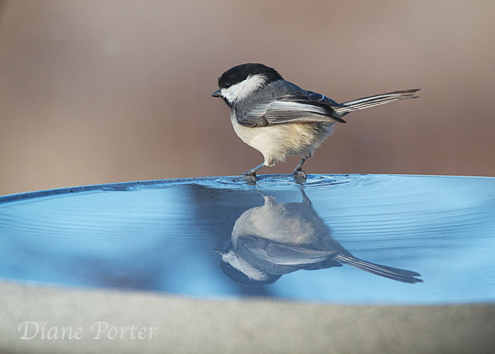 Black-capped Chickadee
