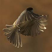 Black-capped Chickadee