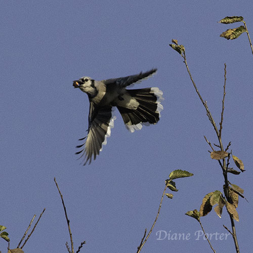 Blue Jay with Acorn