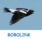 Bobolink