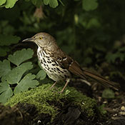 Brown Thrasher