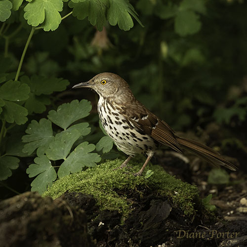 Brown Thrasher on Moss