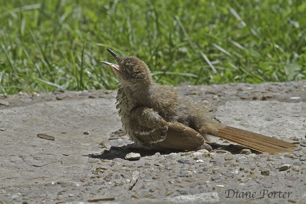 Juvenile Brown Thrasher