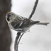 Common Redpoll