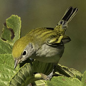 Chestnut-sided Warbler