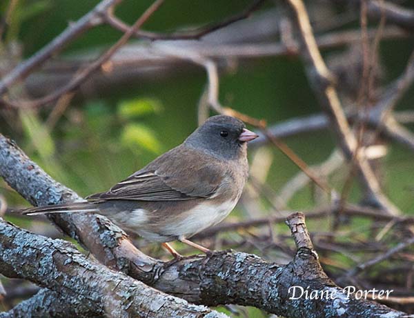 Dark-eyed Junco