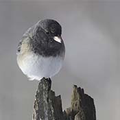 Dark-eyed Junco
