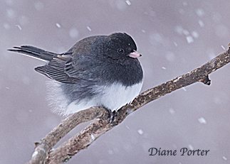 Dark-eyed Junco