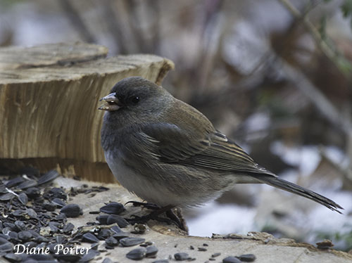 Dark-eyed Junco