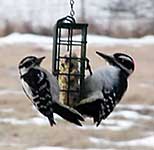 Downy and Hairy Woodpeckers