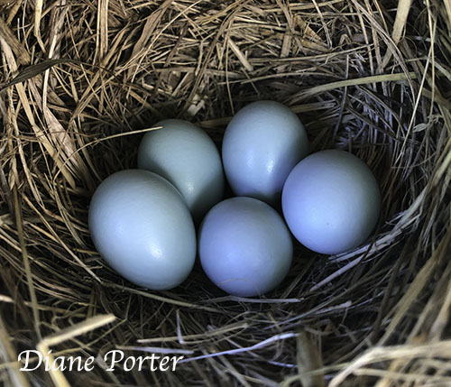 Bluebird eggs