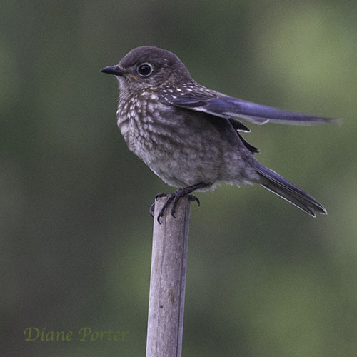 Fledgeling Eastern Bluebird