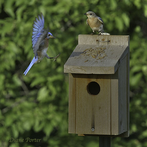 Eastern Bluebirds