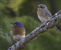 Eastern Bluebirds