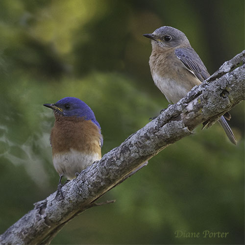 Eastern Bluebirds