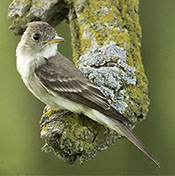 Eastern Wood-Pewee