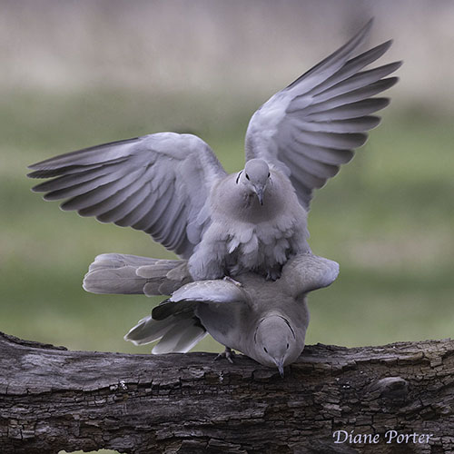 Eurasian Collared-Doves