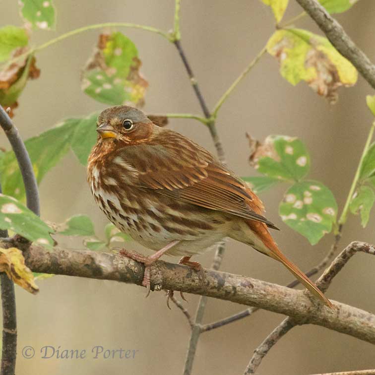 Fox Sparrow