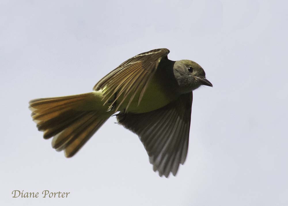Great Crested Flycatcher