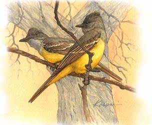 Great Crested Flycatchers